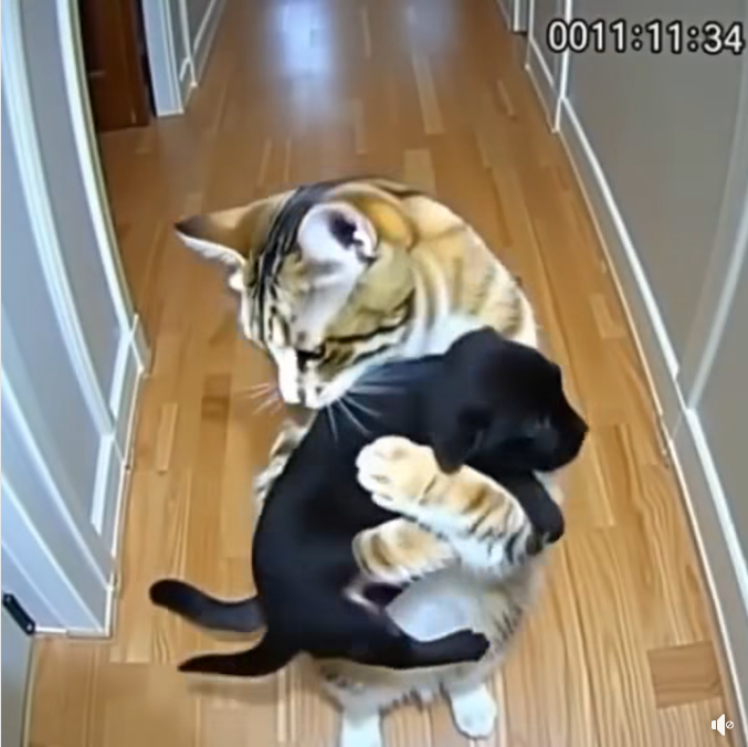 After my cat brought home puppies from who knows where, a policeman knocked on the