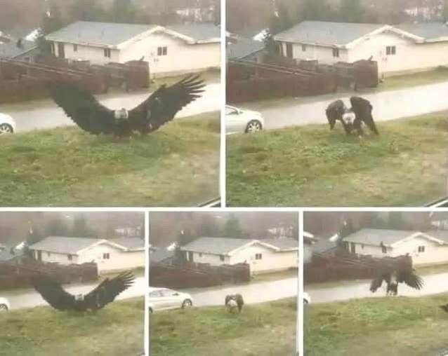 LEGENDARY BEAST DISCOVERED Why A Colossal Giant Eagle Captured Near The Texas Border Is Defying Science And Shocking The World