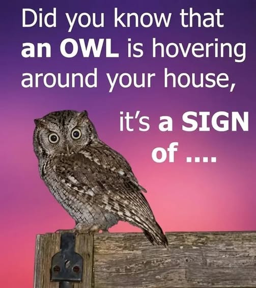 Interesting Facts About Owls and What Their Nighttime Visits Can Mean!