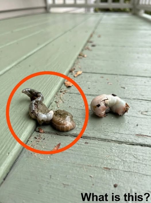 MY BALCONY DISCOVERY LEFT ME PARALYZED WITH FEAR UNTIL I SAW THE TRUTH