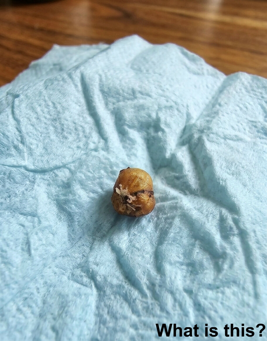 My girlfriend was washing her hair when this suddenly fell out of her head.