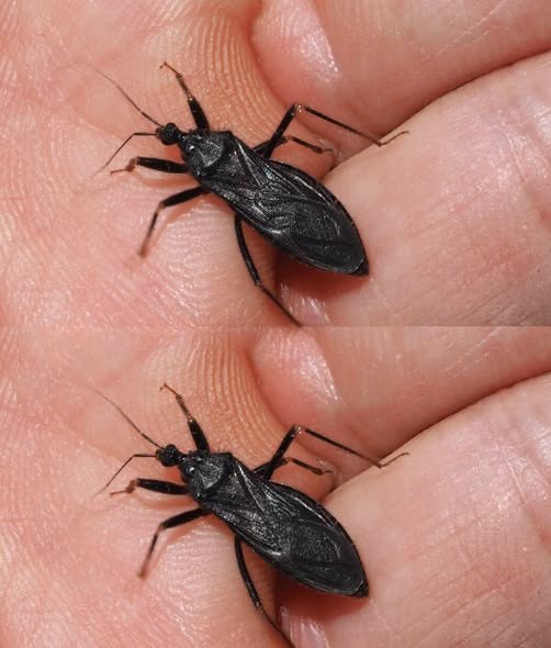 What To Do If Bitten by an Assassin Bug: Essential Safety Advice Everyone Should Know