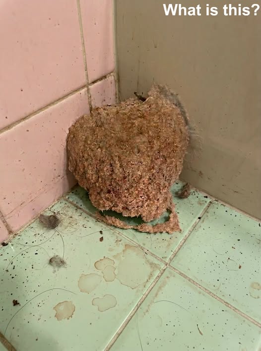 We went on vacation for a week. When we came back, we discovered this in the bathroom.