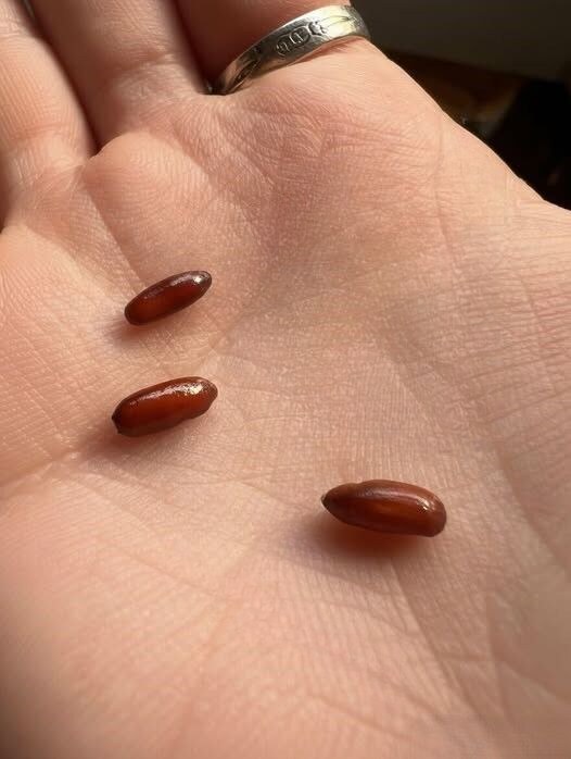 Mystery of the Amber Gel Pills Why Finding These Strange Glossy Objects in Your Bed Can Trigger Instant Panic