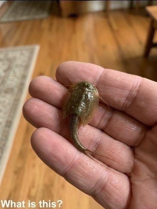 I discovered this creature within a waterlogged trench. I captured it and carried it inside a glass container. I am completely oblivious regarding its identity. Can any individual identify it? Review the initial remark for the solution
