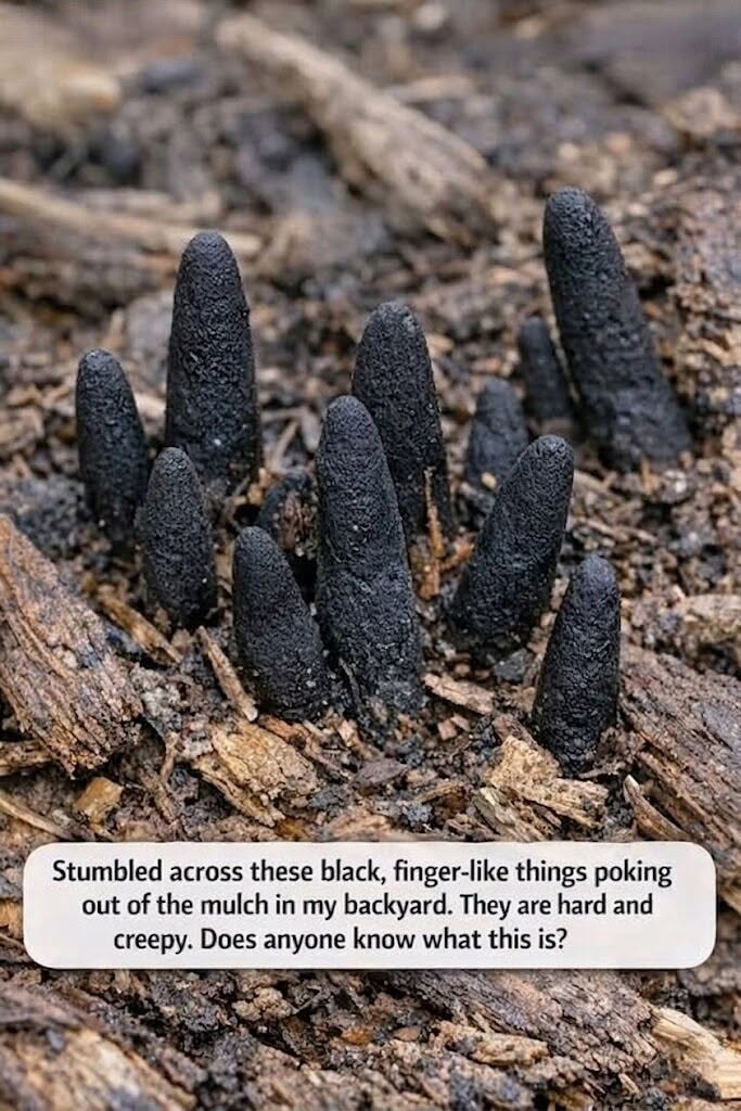 The Grotesque Black Zombie Fingers Emerging From Your Garden Mulch Explained