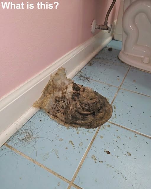 I went on a 7-day vacation by the sea. When I came back home, I discovered this on the floor of my bathroom.