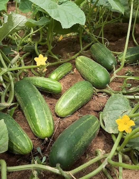 DOCTORS FINALLY REVEAL THE HIDDEN IMPACT OF EATING CUCUMBERS EVERY DAY