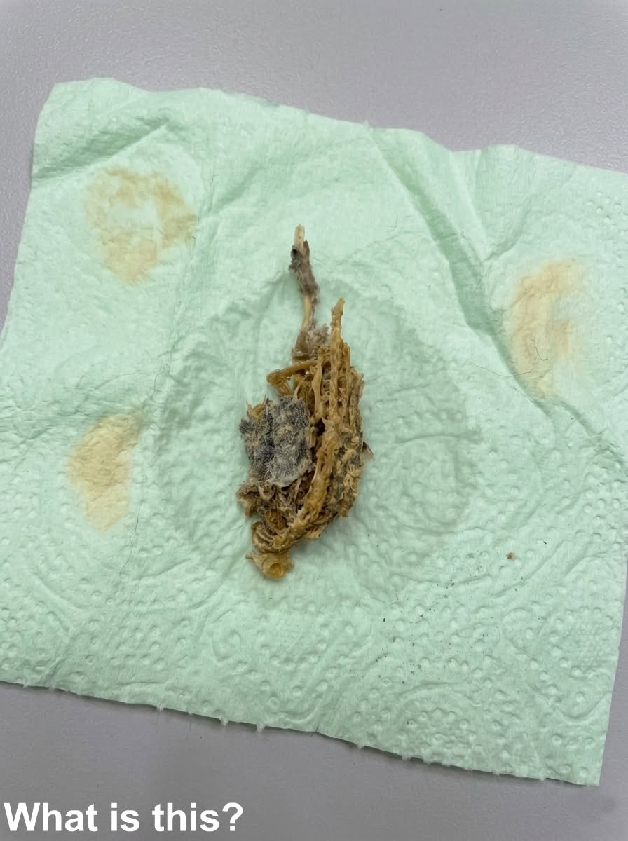 Early this morning, I walked into the bathroom and found this on the floor.