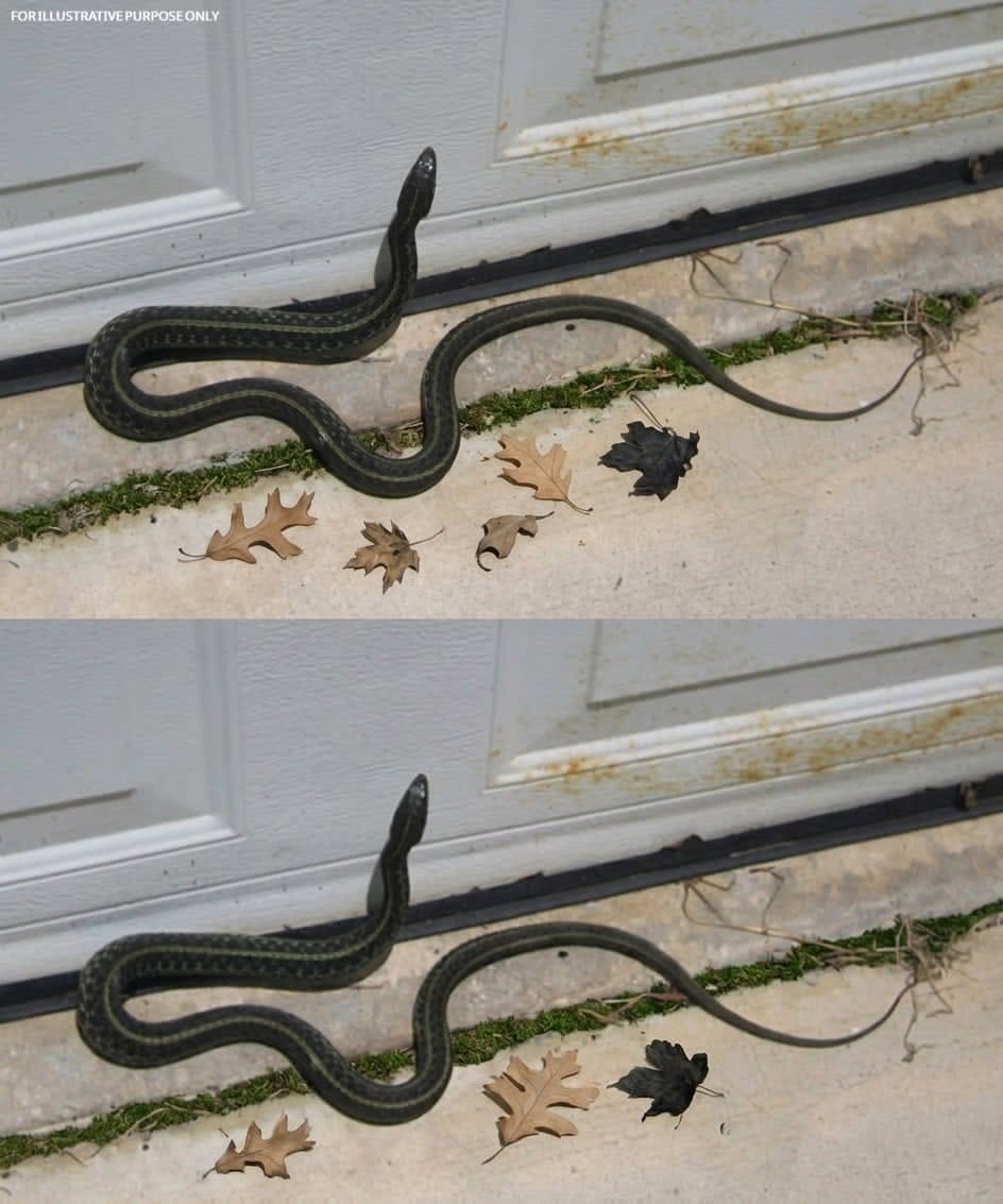 When this snake enters your house, it means you have… See more