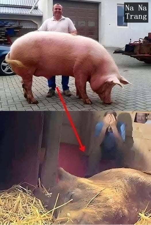 The pregnant sow went into labor with a high fever, and they feared she might not survive.