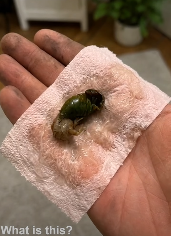 TERRIFYING DISCOVERY ON BATHROOM FLOOR EXPOSES GRUESOME HIDDEN INVADER IN YOUR HOME
