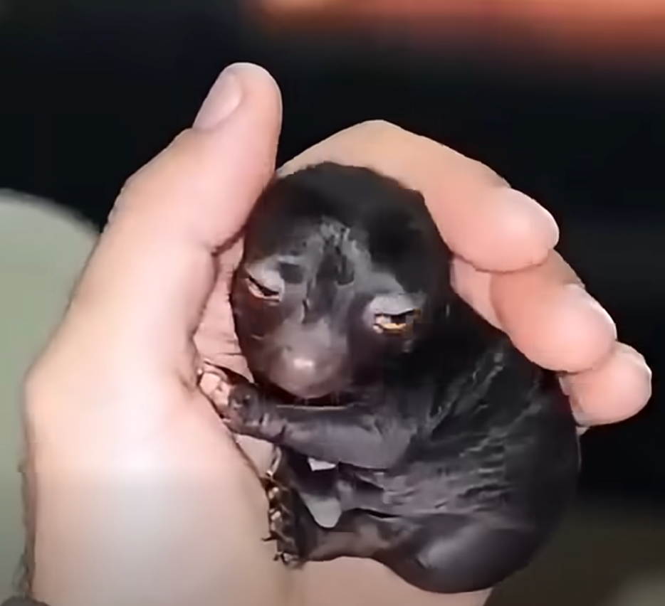Man brought home a strange creature from the forest. A year later, he was sh0cked by what had grown out of it
