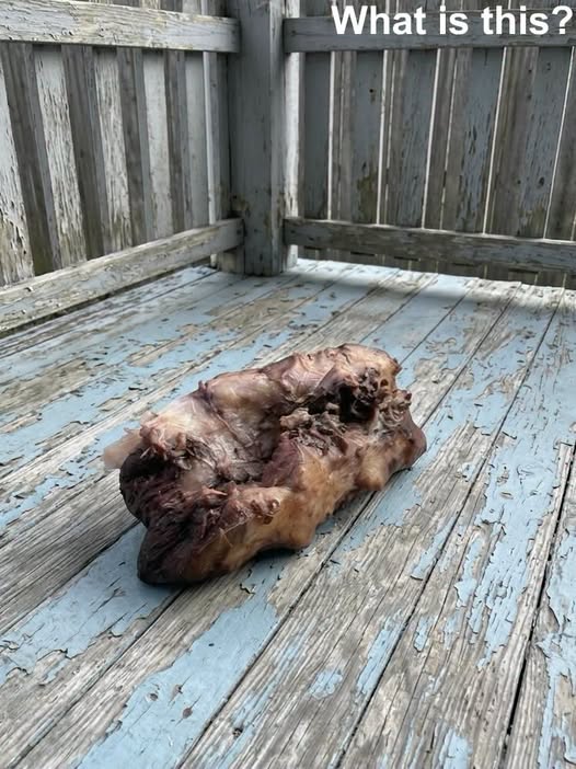 This morning, I stepped out onto my porch to enjoy a cup of coffee and discovered this on the ground.