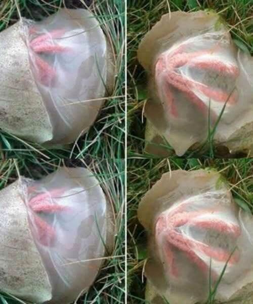 I Found Something Bright Red in My Garden and Paused