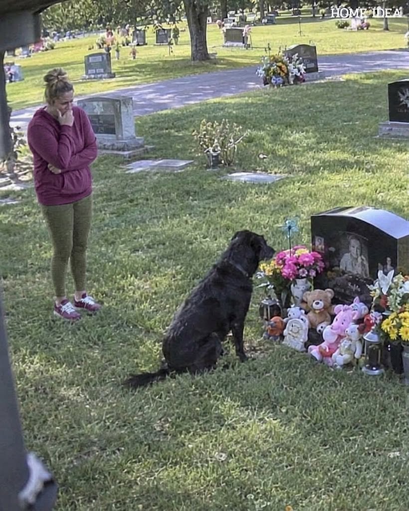 A Strange Dog Sat at My Sons Grave Every Day One Day I Decided to Follow It