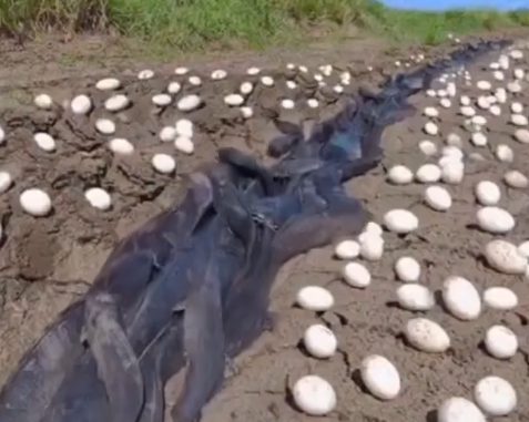 Farmer Discovers Unidentified Extraterrestrial Eggs in His Cornfield—What Hatched Will Leave You Completely Speechless!